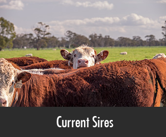 Poll Hereford Current Sires