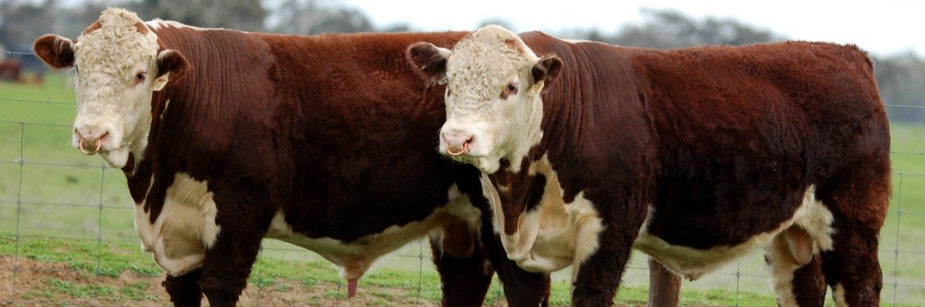 Allendale Poll Herefords