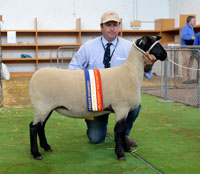 2016 Royal Adelaide Show Champion Suffolk Ewe Supreme Interbreed Shortwool Ewe