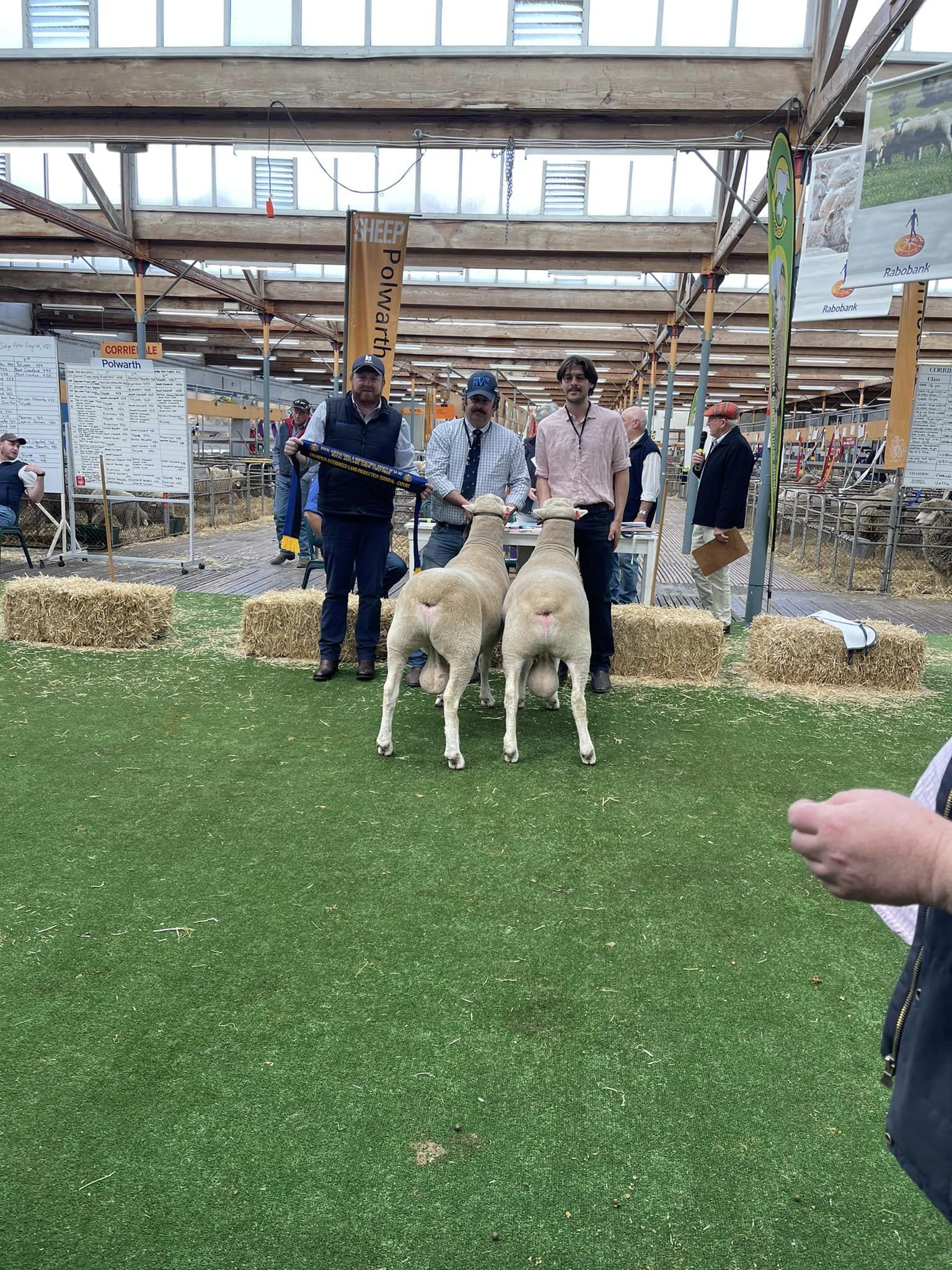 Champion Interbreed Lamb Production Pair - Export - Lots 18 & 27